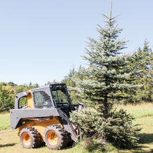 Grey Wolf Skid Steer Tree Puller Attachment  - (1067)